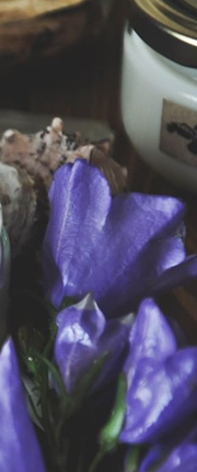 lavanda